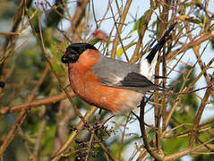 Eurasian Bullfinch