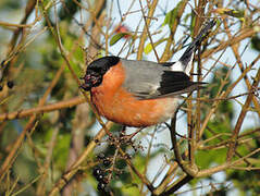 Eurasian Bullfinch