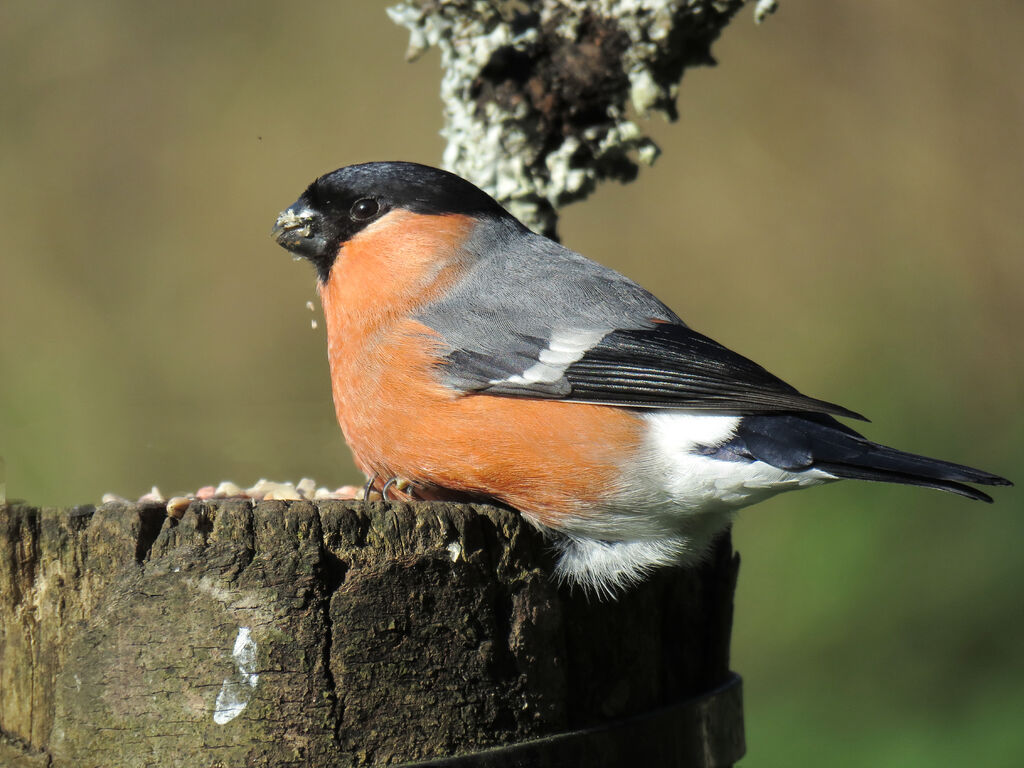 Eurasian Bullfinch male