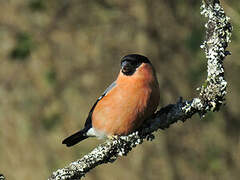 Eurasian Bullfinch