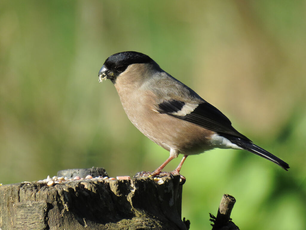 Eurasian Bullfinch female