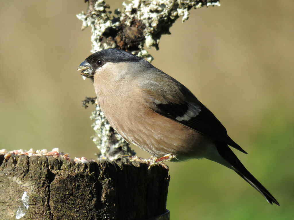 Eurasian Bullfinch female