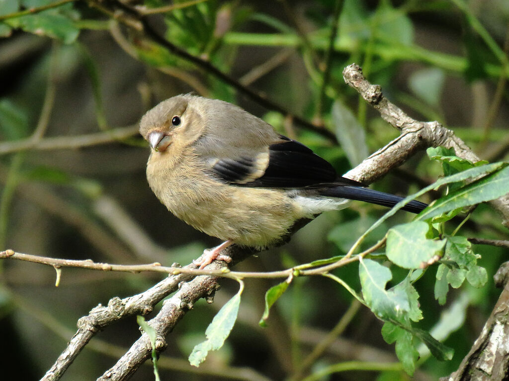 Eurasian Bullfinchjuvenile