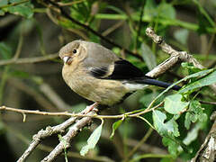 Eurasian Bullfinch