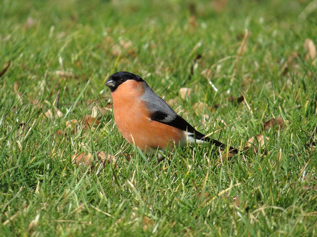 Eurasian Bullfinch male