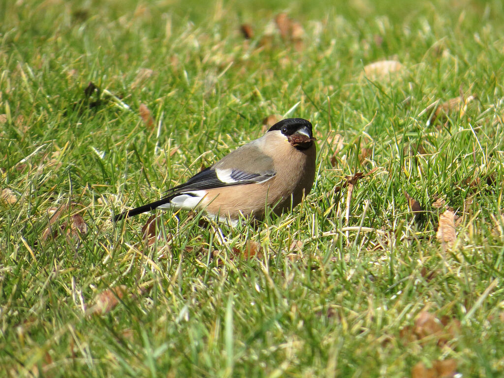 Eurasian Bullfinch female