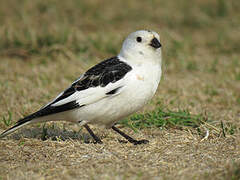 Snow Bunting