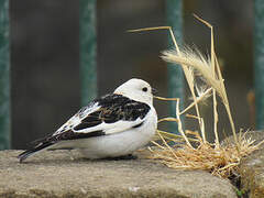 Snow Bunting