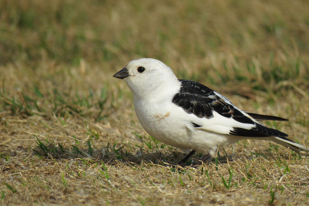 Snow Bunting