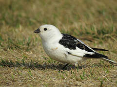 Snow Bunting