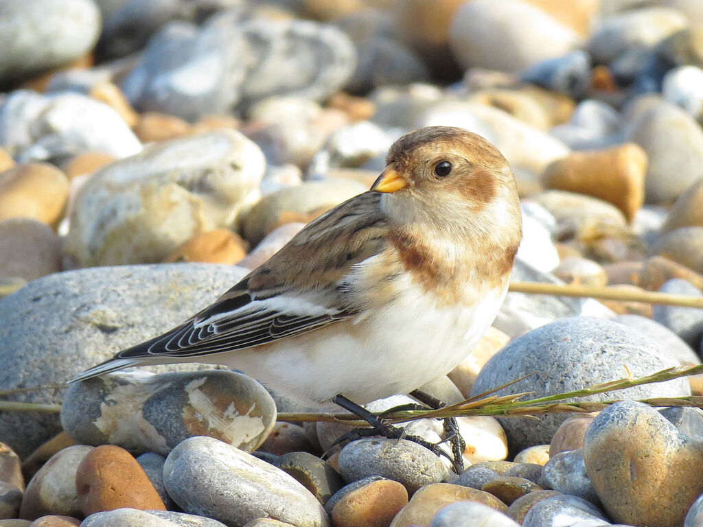 Snow Bunting