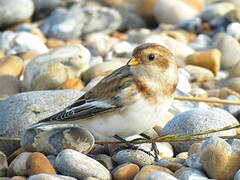 Snow Bunting