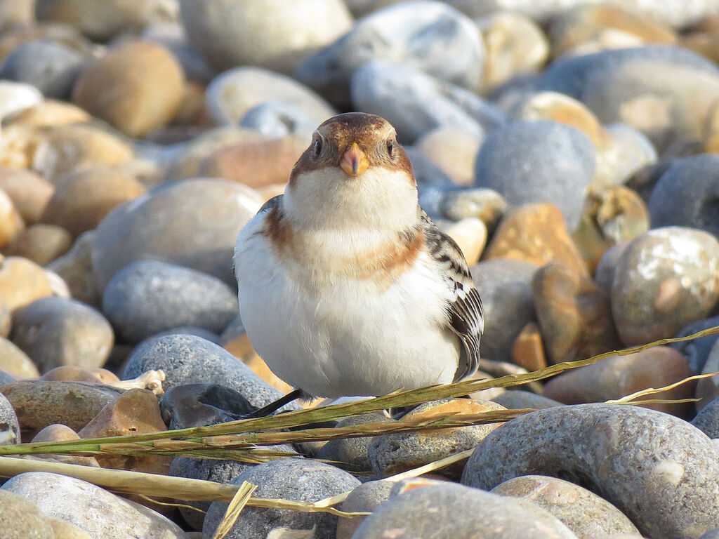 Snow Bunting