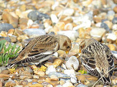 Snow Bunting