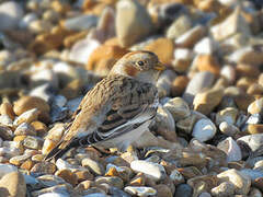 Snow Bunting