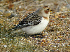 Snow Bunting