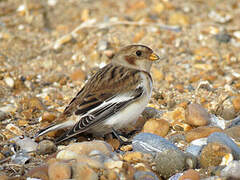 Snow Bunting