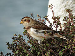 Snow Bunting