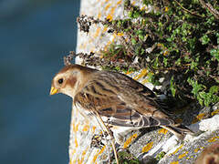 Snow Bunting