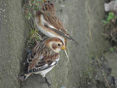 Snow Bunting