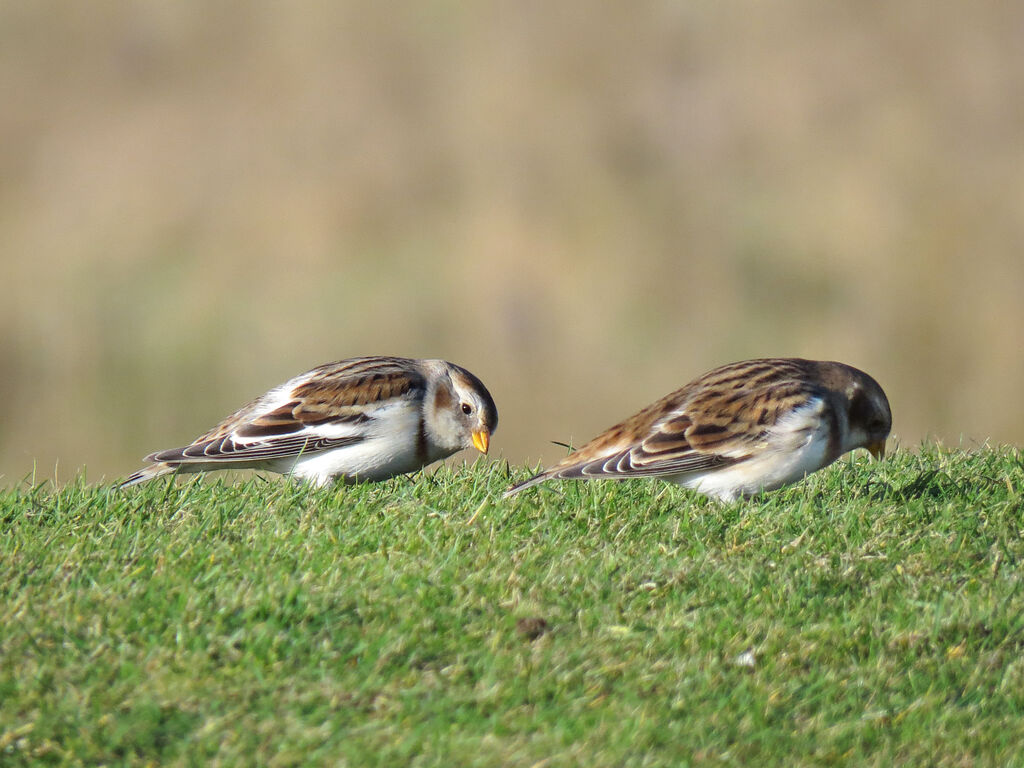 Snow Bunting