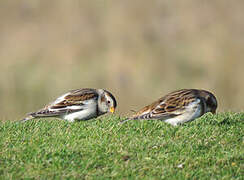 Snow Bunting