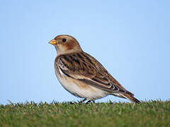 Snow Bunting