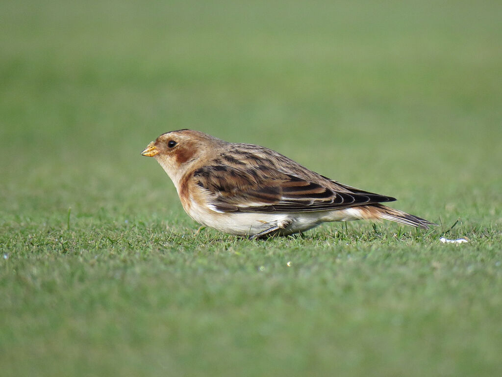 Snow Bunting