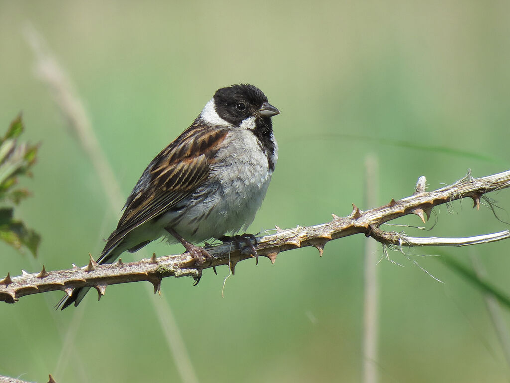 Common Reed Bunting