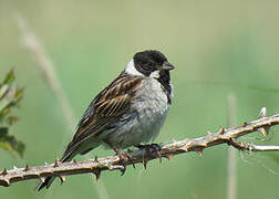 Common Reed Bunting