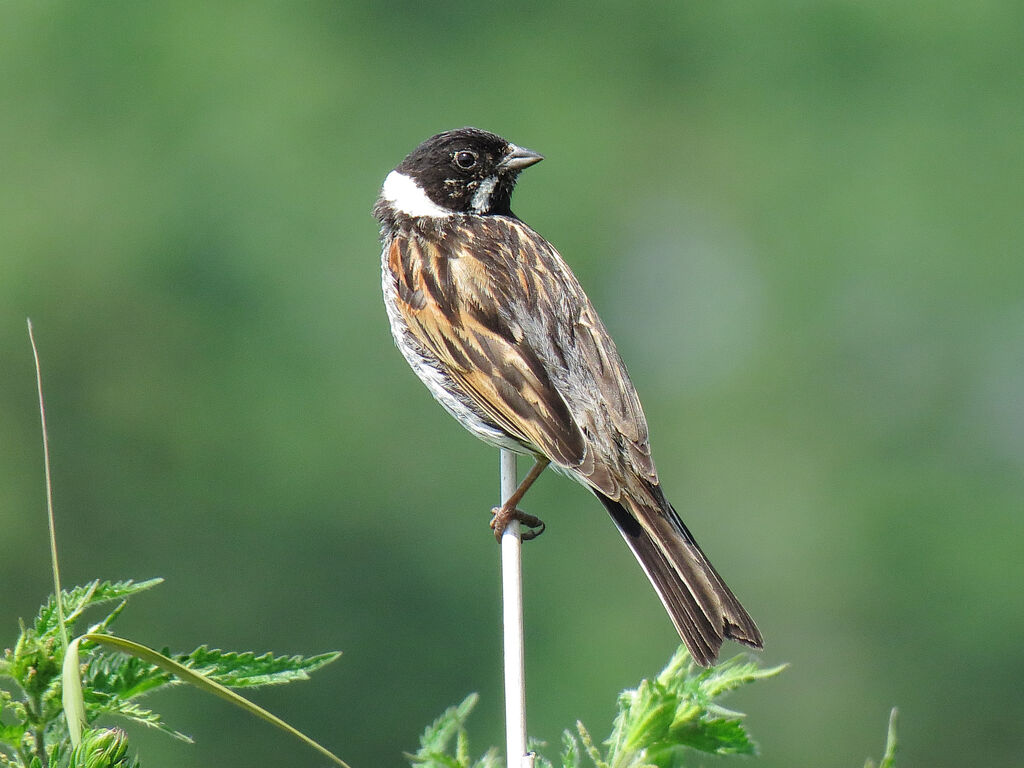 Common Reed Bunting