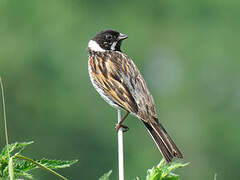 Common Reed Bunting