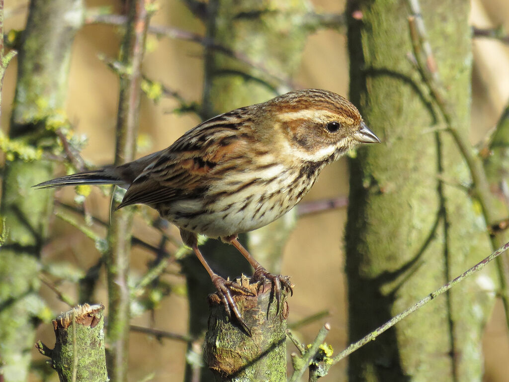 Bruant des roseaux femelle