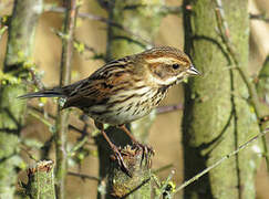 Common Reed Bunting