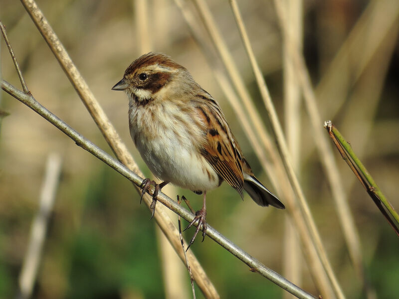 Common Reed Bunting female