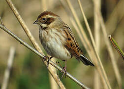 Common Reed Bunting