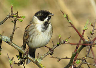 Bruant des roseaux