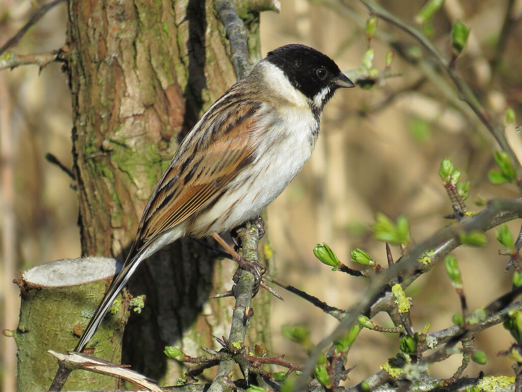 Common Reed Bunting male