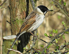 Common Reed Bunting