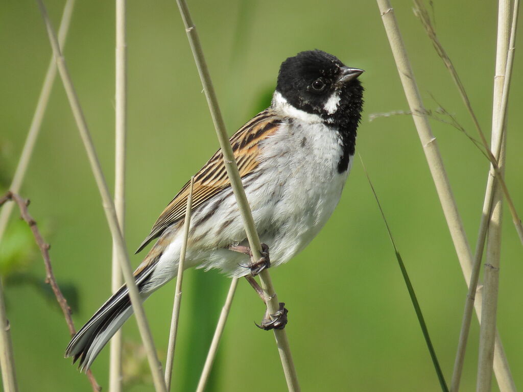 Common Reed Bunting