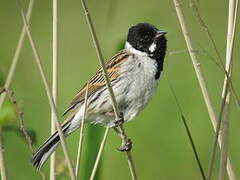 Common Reed Bunting