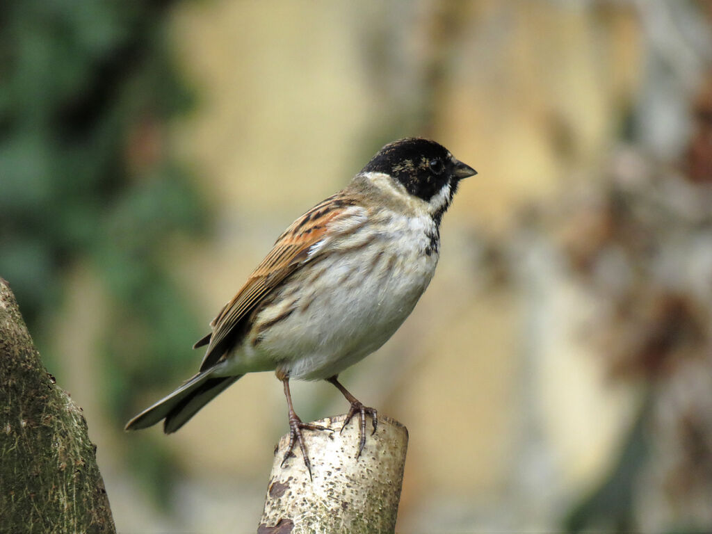 Common Reed Bunting male