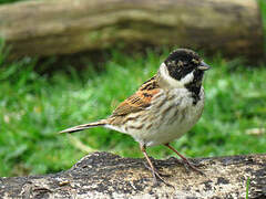 Common Reed Bunting