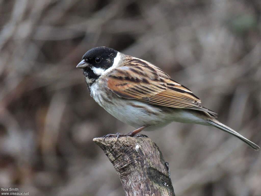 Bruant des roseaux mâle adulte transition, identification