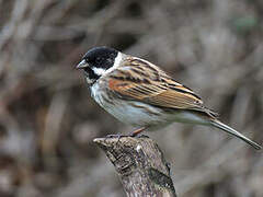 Common Reed Bunting