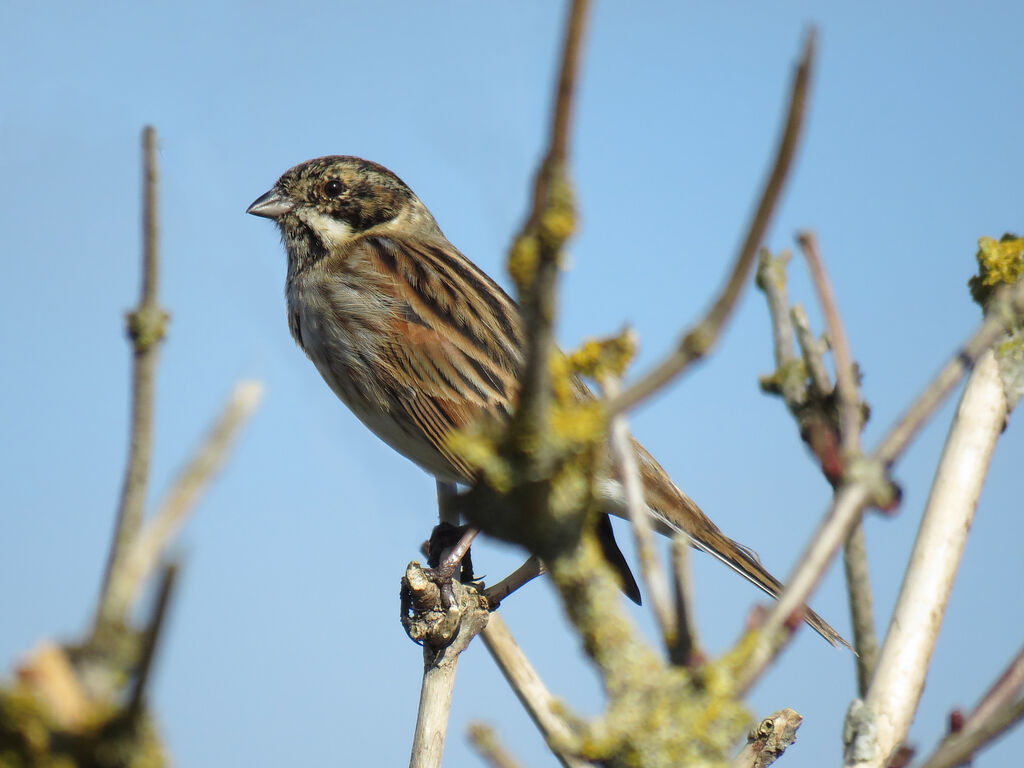 Bruant des roseaux