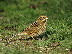 Common Reed Bunting