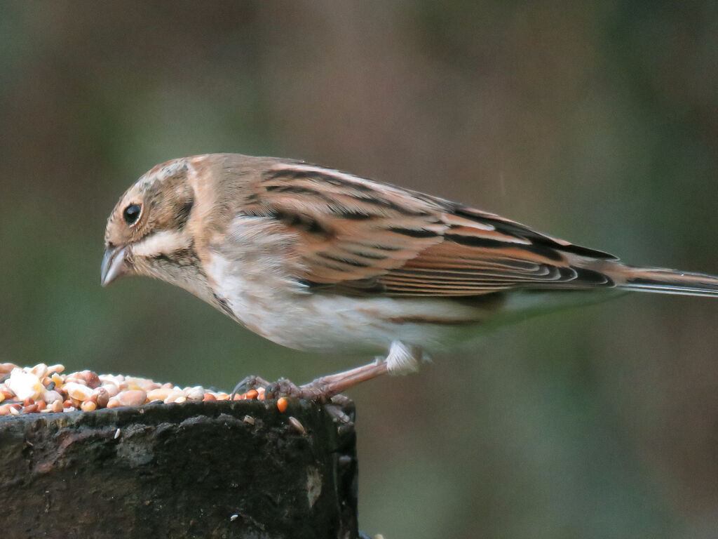 Bruant des roseaux femelle