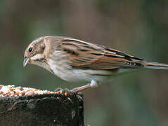 Common Reed Bunting