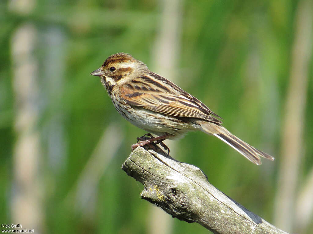 Common Reed Bunting female adult, identification